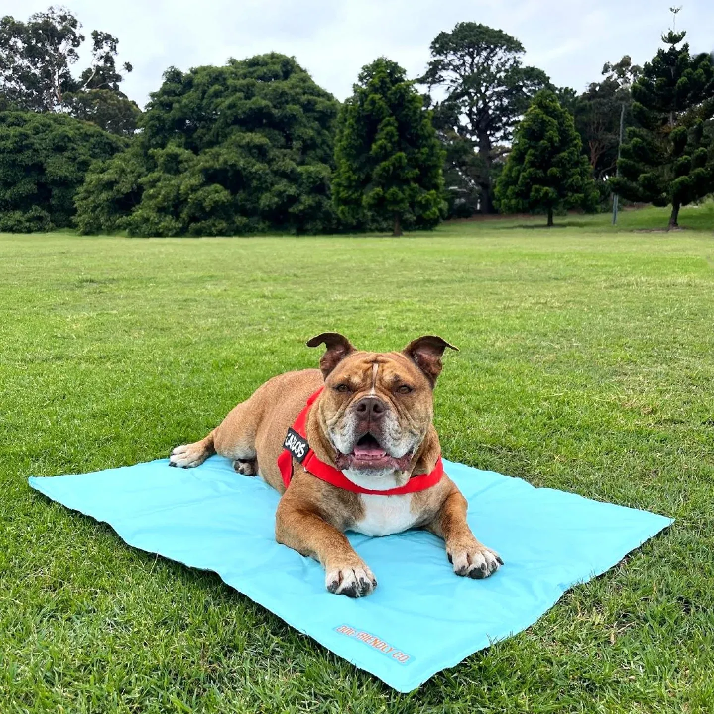 Dog Friendly Co. Dog Cooling Mat Sky Blue