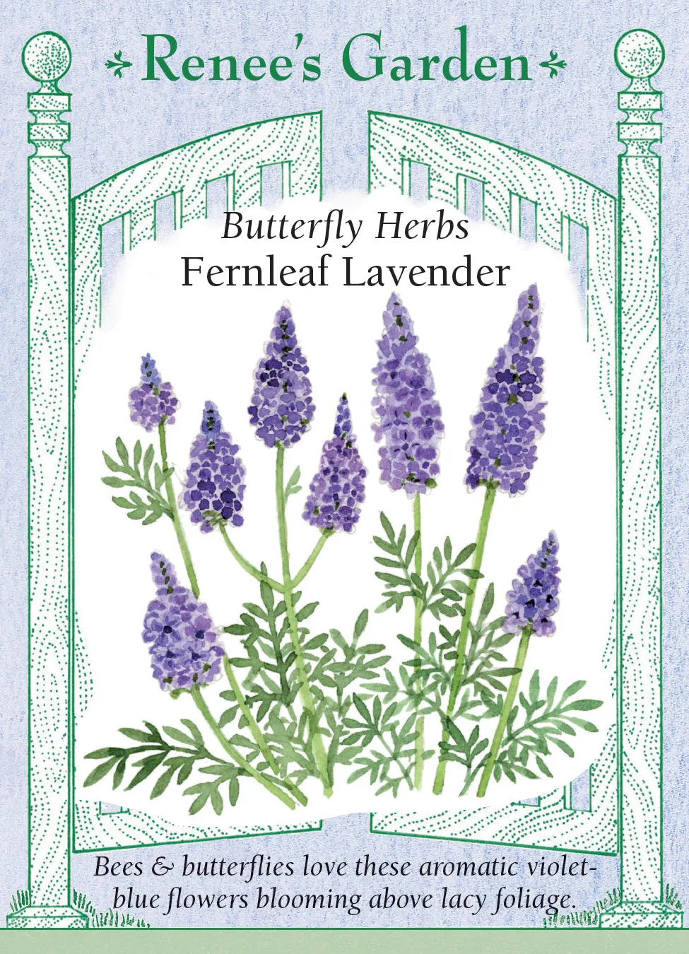 Fernleaf Lavender