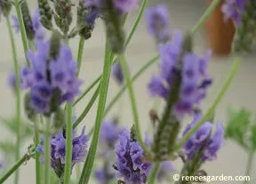 Fernleaf Lavender